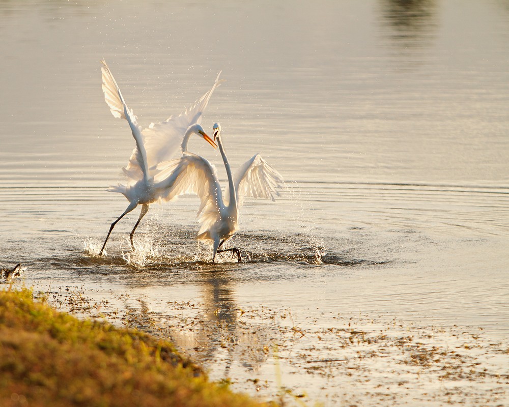 Tango On Water by bdec