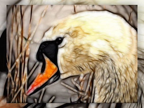 Swan Song | by foxje51