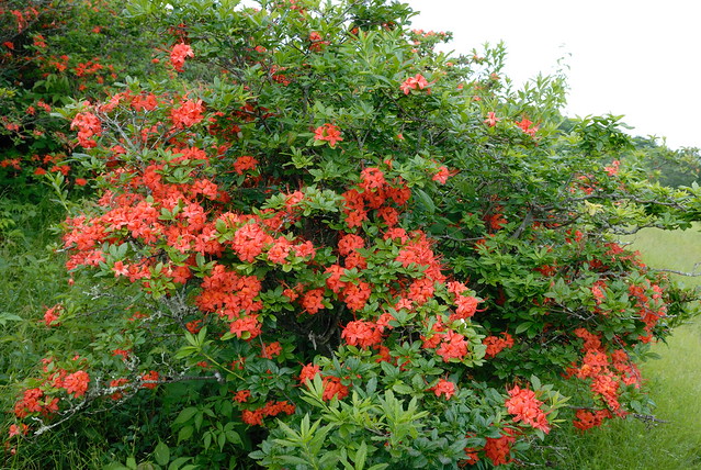 Rhododendron calendulaceum - flame azalea