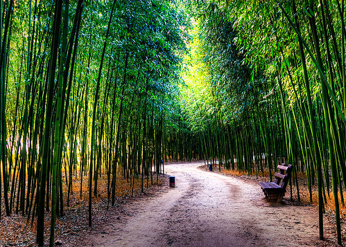 bamboo path by JTeale