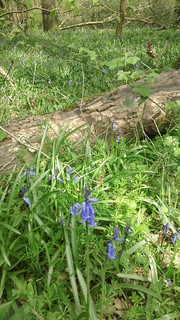 First Bluebells of Spring 2014