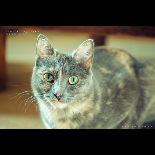 Look at my eyes | Pastel, my cat (Hi-Res JPEG file @ 1000iso) by dominikfoto