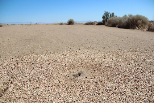 desert ant colony
