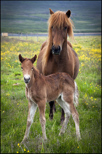 Icelandic Mare And Foal