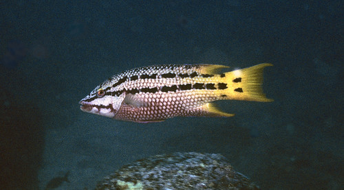 Mexican Hogfish