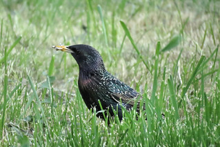 Common Starling in the Grass | A Common Starling (Sturnus vu… | Flickr
