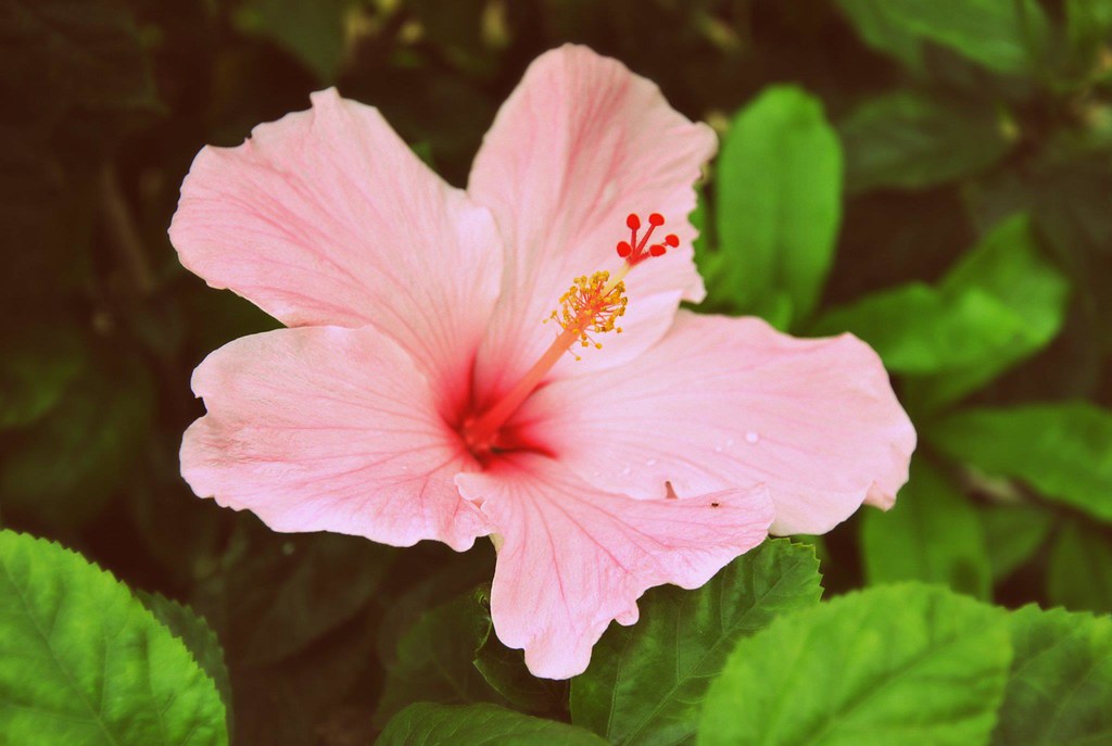 Tropical Hibiscus | Tropical hibiscus from the Philippines | melodie ...