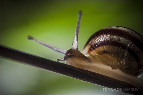 105mm MIcro Vr | by Ten4o