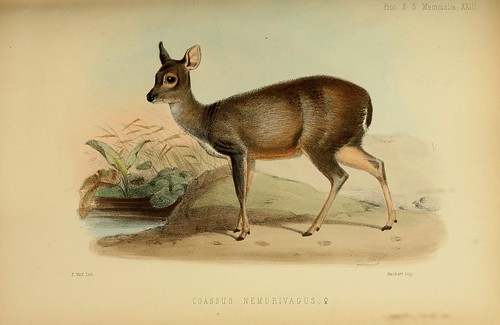 n54_w1150 | Proceedings of the Zoological Society of London.… | Flickr