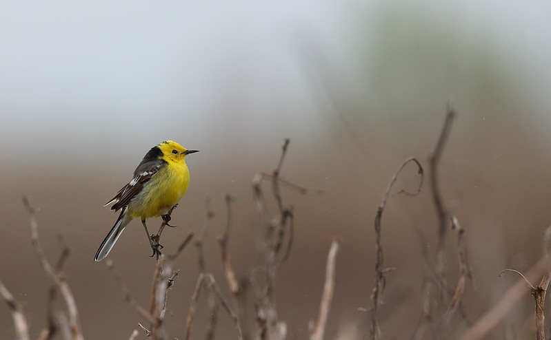 1st Summer Citrine Wagtail [male]