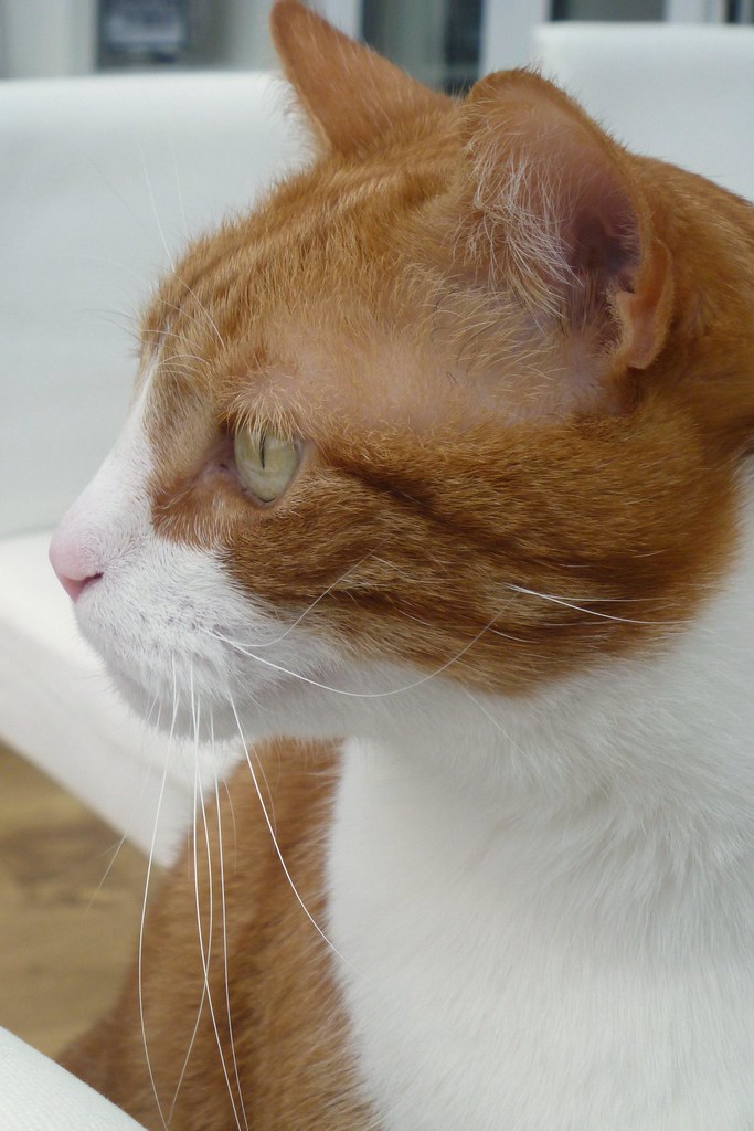 marmalade