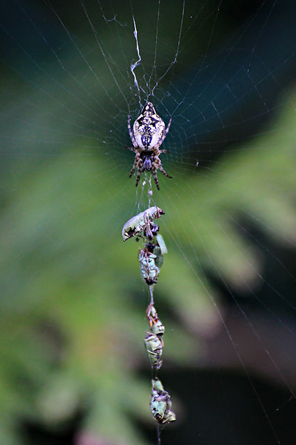 Araignée et son repas - Spider and its meal
