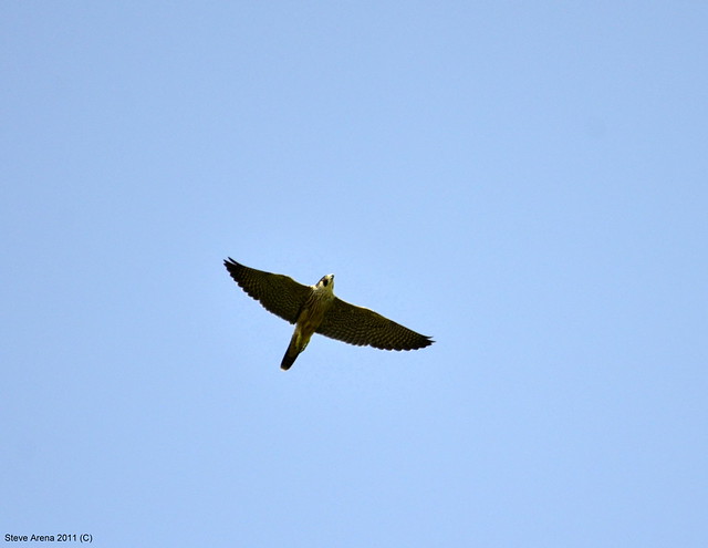 Peregrine Falcon (Falco peregrinus) in flight