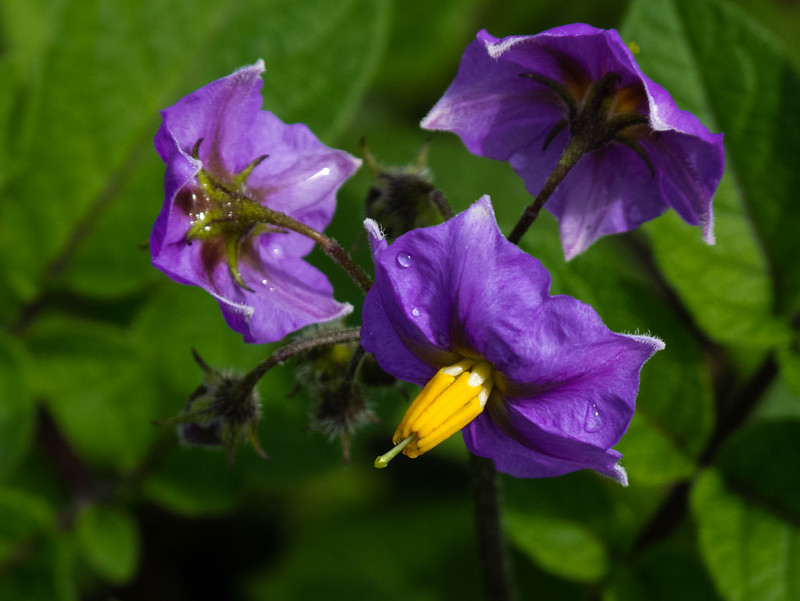 Potato flowers