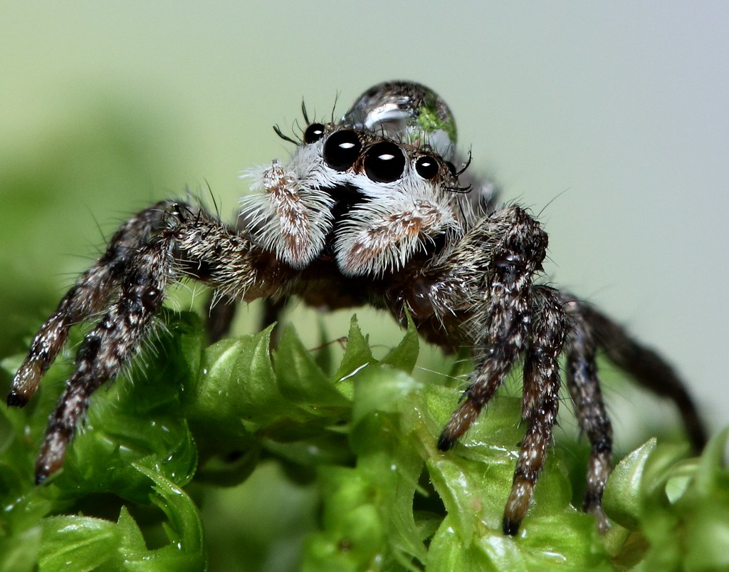 Jumping Spider w/ water drop hat (Explored) .