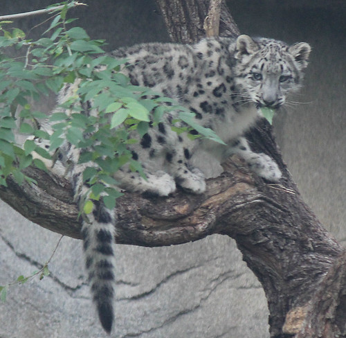 Throwback Thursday: Everest the little tree climber | by MeiLover