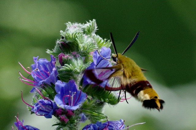 IMGP9683 Broad Bordered Bee Hawk Moth, Lackford Lakes, June 2016