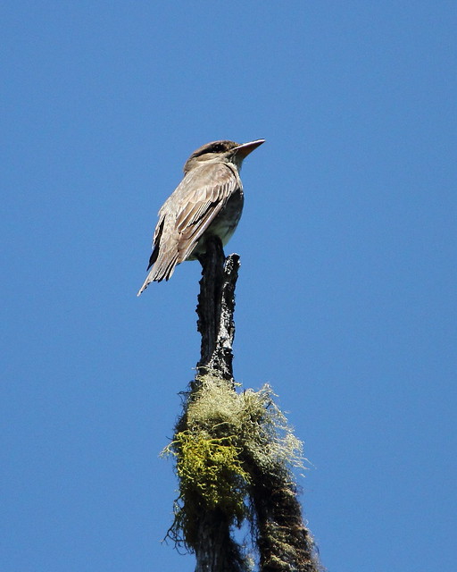 Olive-sided flycatcher, Contopus cooperi
