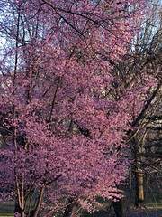Central Park March 2012
