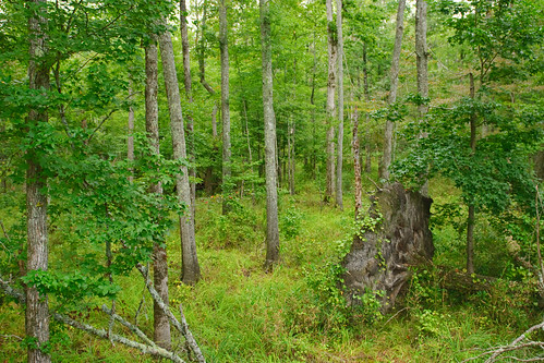 statepark trees usa nature landscape geotagged nikon tennessee roots trail swamp stump nikkor fallentree midsouth westtennessee d80 2470mmf28g bighillpond bruceoakley bighiilpondstatepark