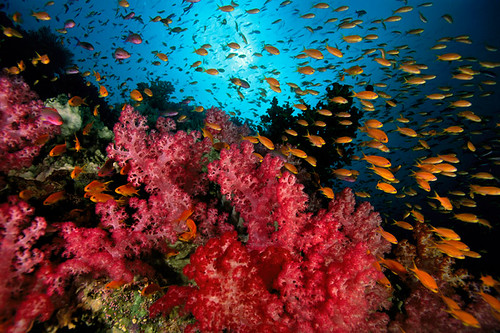 Fiji