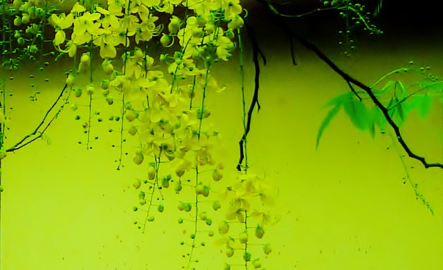 Konnapoo. The golden shower tree flowers (Cassia fistula)