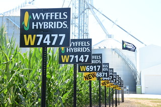 wyffels-corn-strategies-12-150 | by AgWired