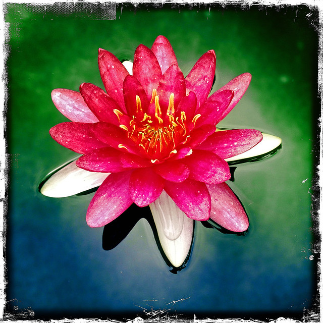 Water Lily in the Garden, Nymphaea 'Gloriosa'.
