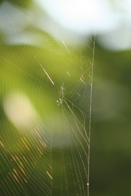 Front Porch Spider web