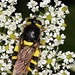 Flickr photo 'Stratiomys chamaeleon (Diptera: Stratiomyidae), ♀' by: gbohne.