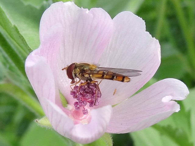 Hoverfly in marshmallow, Aug 12
