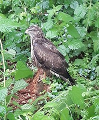 Sparrowhawk grounded by torrential rain