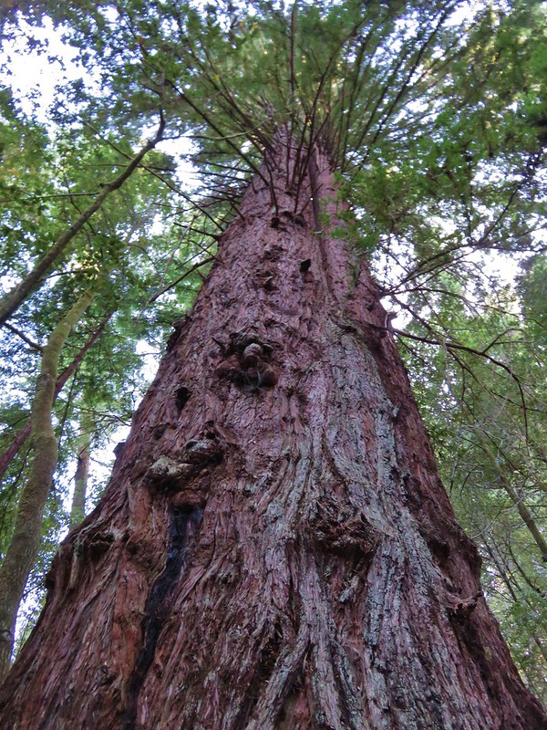 Big redwood along the Redwood Nature Trail