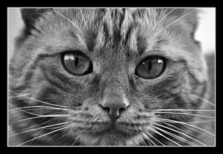 Wild Eyes Cat | www.fluidr.com/photos/megathoncharlie Caméra… | Flickr