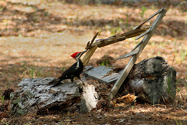 Resident Pileated Woodpecker