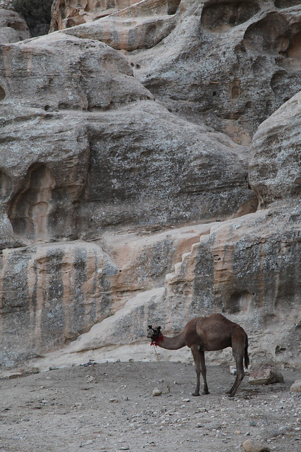 Tethered Camel Little Petra Jordan Middle East