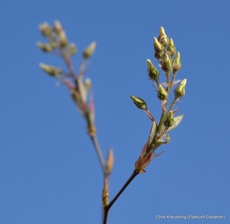 Flower Buds, Amelanchier x grandiflora 'Autumn Brilliance'