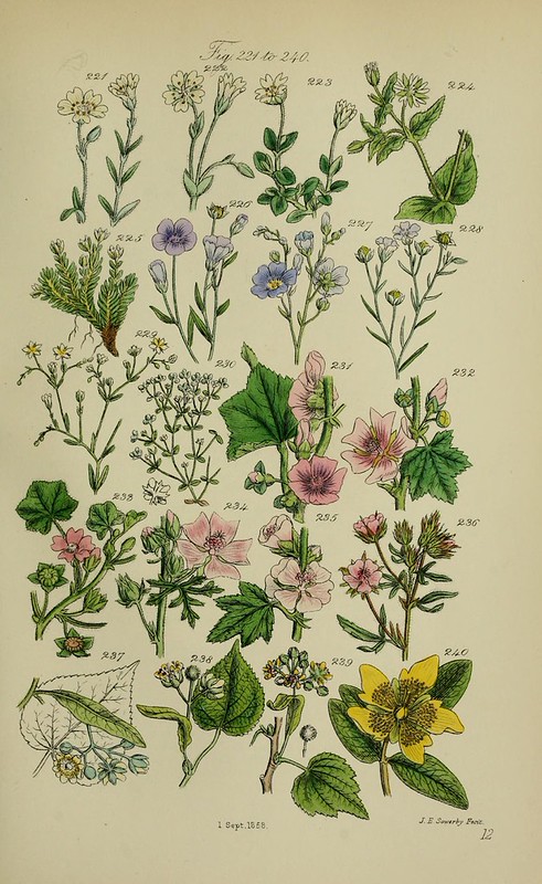 n110_w1150 | British wild flowers.. London,J. Van Voorst,187… | Flickr