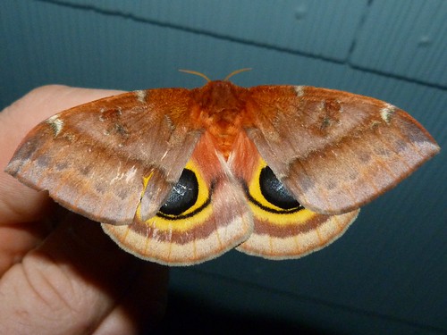 Species Automeris io - Io Moth - Hodges#7746 Female posing… | Flickr