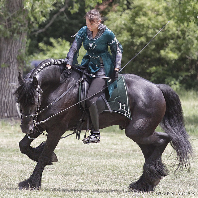 Friesian horse show