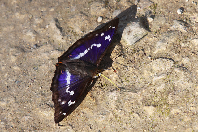 Purple Emperor - Apatura iris
