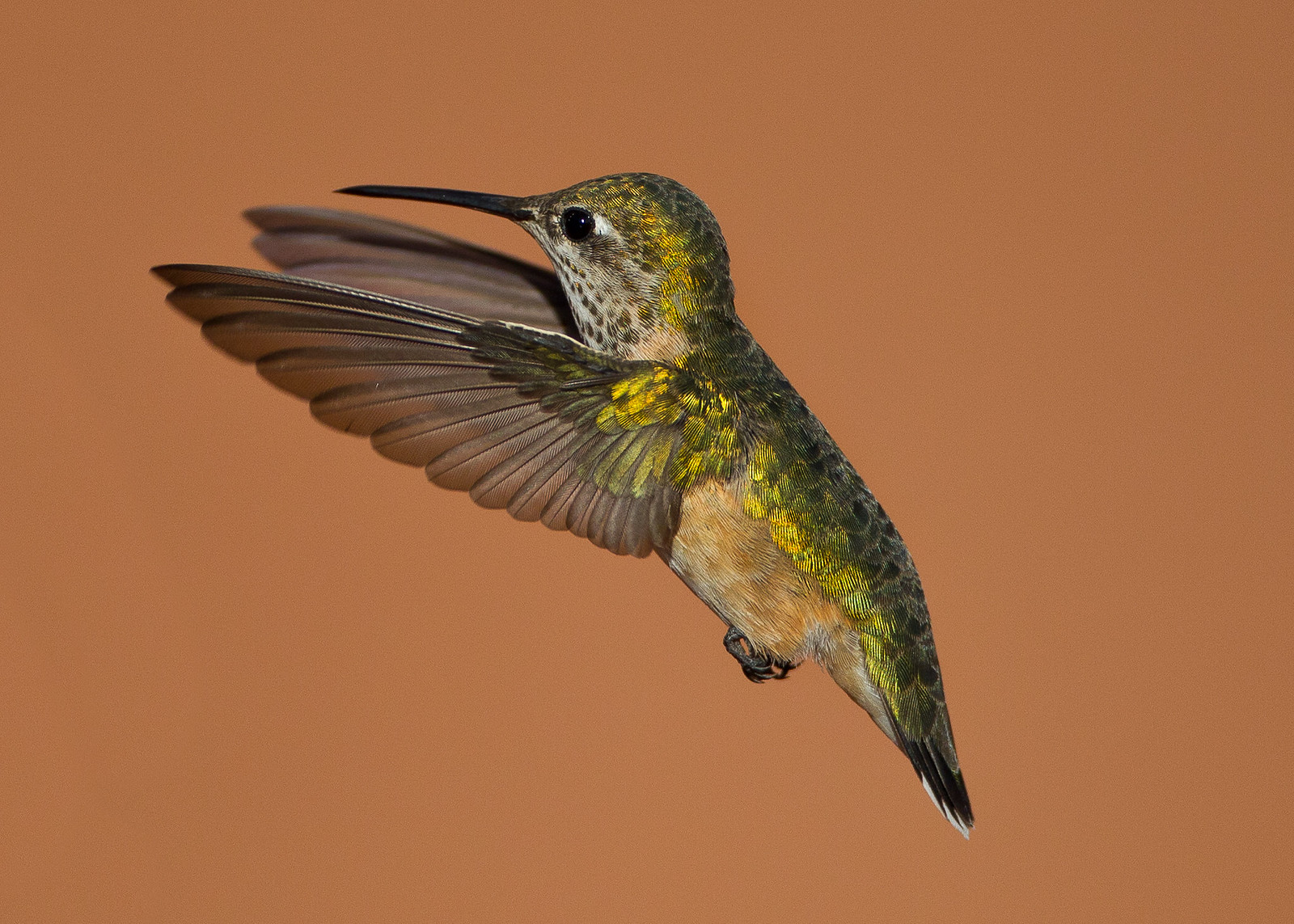 Hummingbirds 5 | Flickr