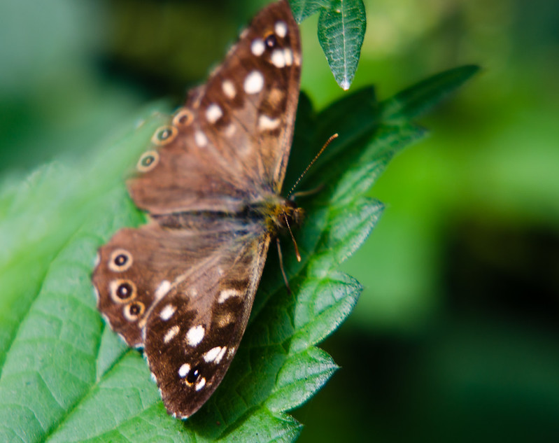 Speckled wood butterfly on a nettle leaf