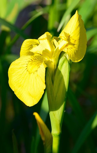 Flag | by Steve Marlow
