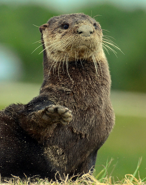 Otter high five