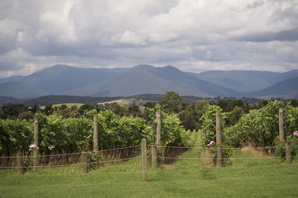Chandon winery, Yarra valley | pat3460 | Flickr