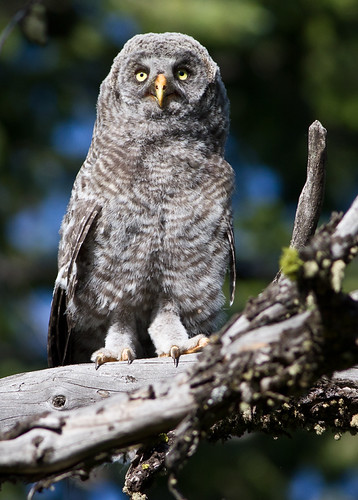 Great Gray Owl Chick #1 | by Darren P Clark