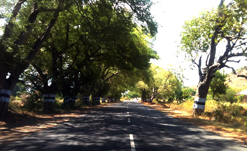road india tree highway central tamilnadu iphone lined indiancountryside thuraiyur perambalur tamilnadustatehighway tamilnadustatehighway142 tamilnadustatehighway30