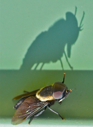 shadow macro bug insect horsefly tokina100mmf28atxprod tokina100mmf28 nikond5100