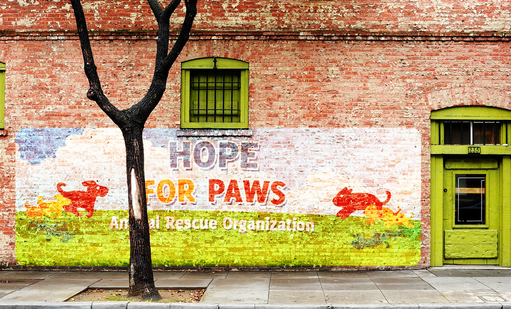 Hope For Paws | New rescue video coming up later on today he… | Flickr